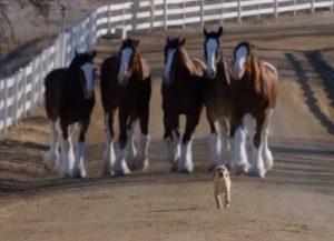 budweiser clydesdales commercial with puppy