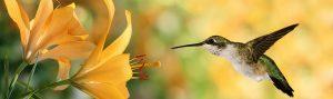 hummingbird seo update