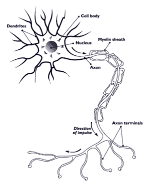 Nerve