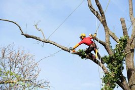 arborist